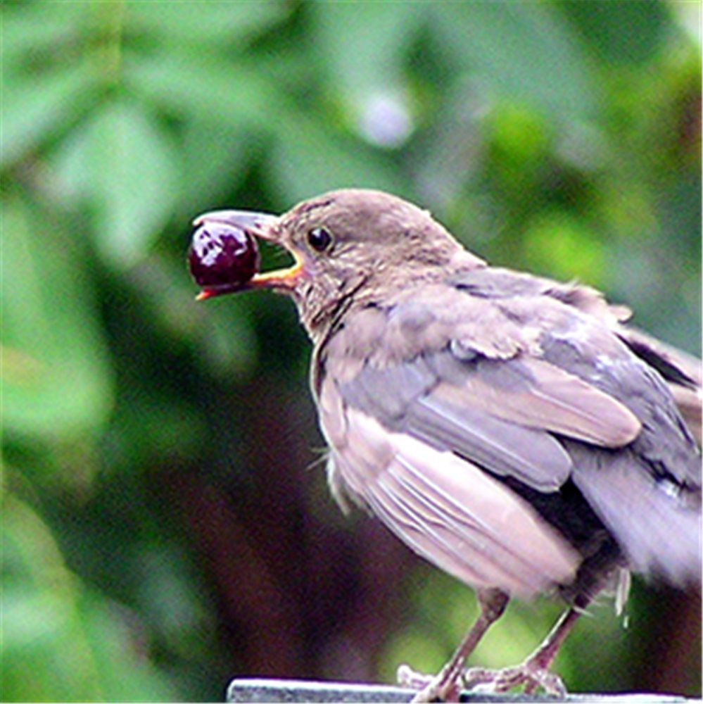 Uccelli. Mangiatoie e cibo adatti specie per specie